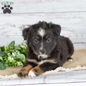 Twila, Miniature Australian Shepherd Puppy